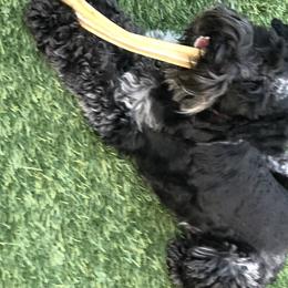 Phebe  - Miniature Schnauzer