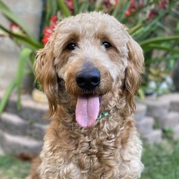 Honey - Goldendoodle