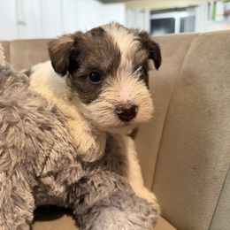 Blue Collar - Parti male Miniature Schnauzer puppy in Tacoma, Washington from AKC Nordwest Schnauzers