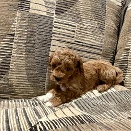 Josie - Red  female Goldendoodle puppy in Bells, Texas from Partridge Doodles and Poodles