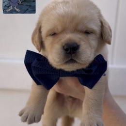 Skippy - Yellow male Labrador Retriever puppy in Ocala, Florida from Moon river Labradors