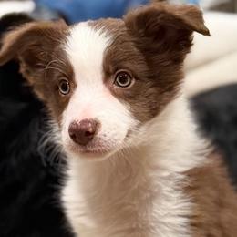Border Collie Puppies from Nine Peaks Border Collies