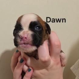 Dawn - Fawn female Boxer puppy in Evans, Georgia from Kimberly's Boxers