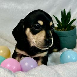Jade - Black and cream female Dachshund puppy in Mesquite, Texas from AB Dachshund