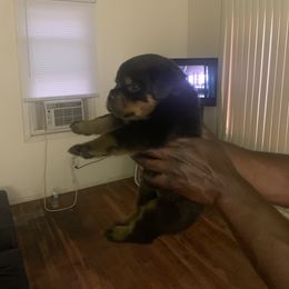 Rottweiler Puppies from Rottweiler Land
