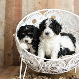 Goldendoodle Puppies from KandE Doodles