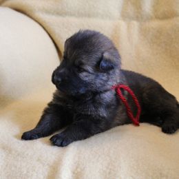 Red Girl - Sable female German Shepherd puppy in Lake George, Colorado from High Country German Shepherds