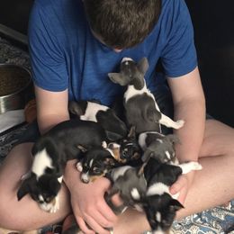 Basenji Puppies from Basenji Puppies