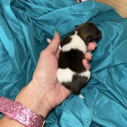 Boy 2 - Tri-colored Pomeranian puppy in Somerset, Kentucky from Perez Pomeranians