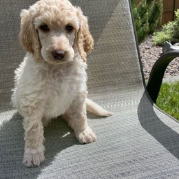 FROST - Cream Poodle puppy in Thornton, Colorado from Shandy Poodle