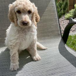 FROST - Cream Poodle puppy in Thornton, Colorado from Shandy Poodle