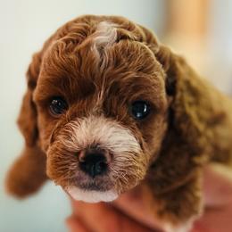 Shannon - female Cavapoochon puppy in Natural Bridge, Virginia from Rockbridge Puppies