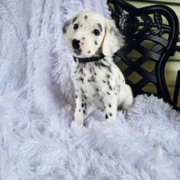 Black - White and black male Dalmatian puppy in Gray, Georgia from Fuller Spots