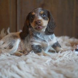 Dachshund Puppies from Dachshund Den