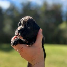 Girl 3 - Brindle female Boxer puppy in Saugerties, New York from Nala’s Pride