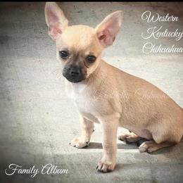 Chihuahua and Chinese Crested Puppies from Western Kentucky Chihuahua’s and Chinese Crested’s