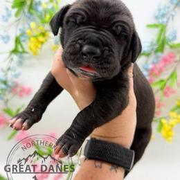 Moe - Black male Great Dane puppy in Sac City, Iowa from Northern Great Danes of Colorado & Iowa