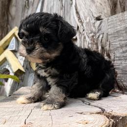 Cove - Black male Miniature Schnauzer puppy in Silver Creek, Mississippi from Mamie’s Minis, LLC