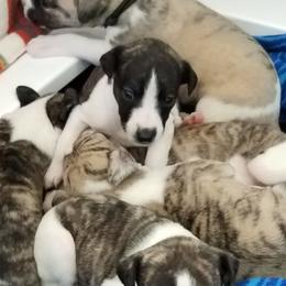 Girl 5 - Fawn brindle female Whippet puppy in Shadow Hills, California from Cloverdale Whippets