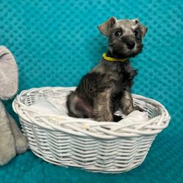 Miniature Schnauzer Puppies from S & S Miniature Schnauzer