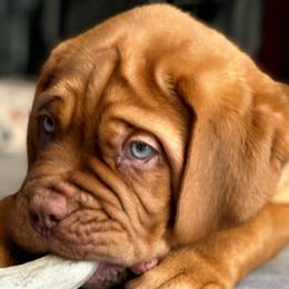 Mr. Purple - Mahogany Dogue de Bordeaux puppy in Las Vegas, Nevada from Rogue Bordeaux