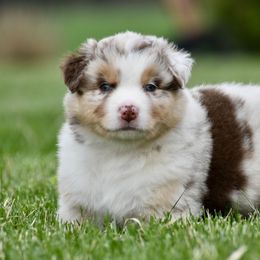 Bud - Red merle Australian Shepherd puppy in Denton, Maryland from Oak Haven Aussies
