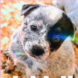 Lily - Blue mottled female Australian Cattle Dog puppy in Fife Lake, Michigan from Kurczak Farm LLC