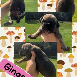 GINGER - Fawn female Great Dane puppy in Wellsville, New York from Prophecy Danes