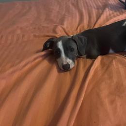 Italian Greyhound Puppies from Fisher Link