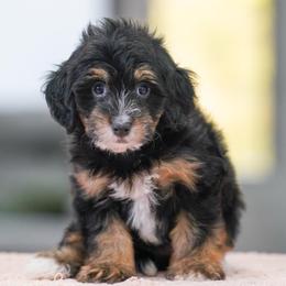 Peaches - Tri-color female Bernedoodle puppy in Dundee, Ohio from Down Home Doodle