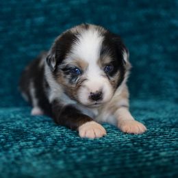 Jaguar - Blue merle male Miniature American Shepherd puppy in Kamuela On The Big Island, Hawaii from Royal Hawaiian Aussies LLC