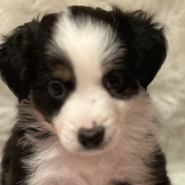 Girl 2 - Black tri Miniature Australian Shepherd puppy in Corydon, Indiana from Arbuckle’s Lookin Good Aussies (LGA)