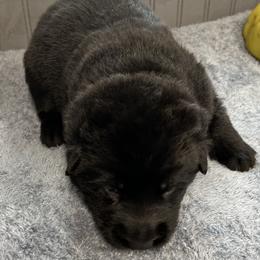 Krypto-red - Black female German Shepherd puppy in Sharon Grove, Kentucky from Julie’s Shepherds