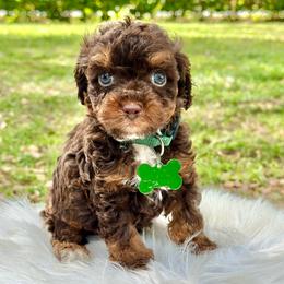 Stormy - Brown white and tan male Cockapoo puppy in Palm Beach County, Florida from Benji’s Cockapoos