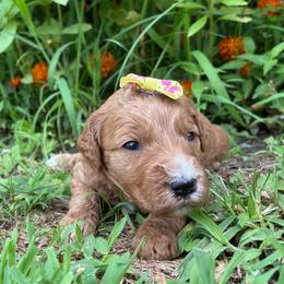 Sunny - Red  female Goldendoodle puppy in Camden, North Carolina from Oopsie Doodles of NC