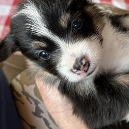 Pembroke Welsh Corgi puppies from Corntassle Corgis