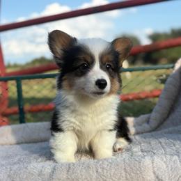 Button-Full fluffy - Black and tan female American Corgi puppy in Decatur, Texas from Bar S Corgis