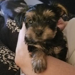 Yorkshire Terriers from Kevin Bond's Yorkshire Terriers