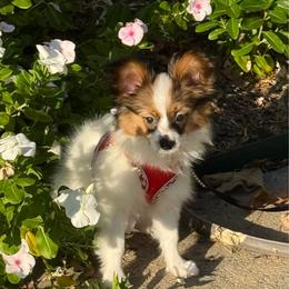 Brook - White and sable female Papillon puppy in Benton, Arkansas from Mama's Pride