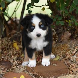 BTM 1 - Blue tri male Toy Australian Shepherd puppy in Joshua, Texas from Double M Toy and Mini Aussies