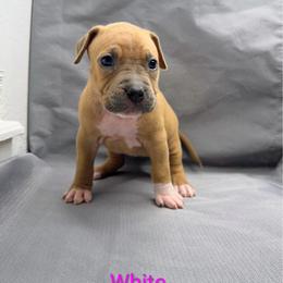 White Collar Female - Blue fawn female American Pit Bull Terrier puppy in Pensacola, Florida from Alpha Alliance Kennels
