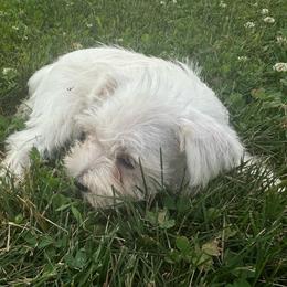 Scout - White male Miniature Schnauzer puppy in West Point, Nebraska from Canyon Rose Schnauzers