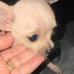 Micro Tinker Bell 3lb under 4900 - Cream and white female Chihuahua puppy in Las Vegas, Nevada from Quality Poms Chihuahua Yorkies of Las vegas