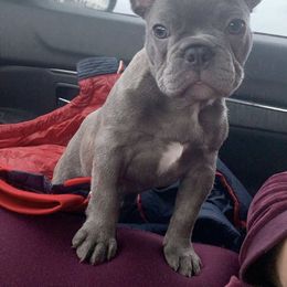 French Bulldog Puppies from Midwest mafia kennels LLC