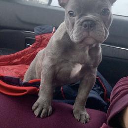French Bulldog Puppies from Midwest mafia kennels LLC