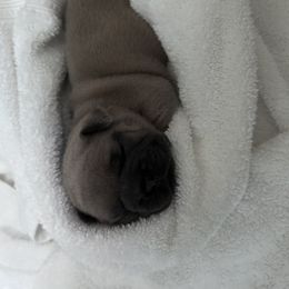 French Bulldog Puppies from Upcountry Frenchies