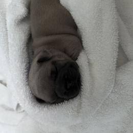 French Bulldog Puppies from Upcountry Frenchies
