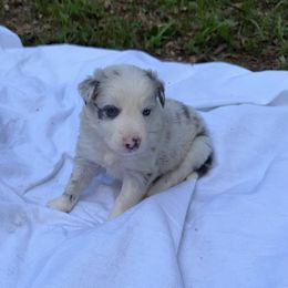 Ginger - Slate merle female Border Collie puppy in Foley, Alabama from Bama Border Collies