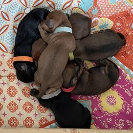 Dachshund Puppies from Vom Dörnerstein