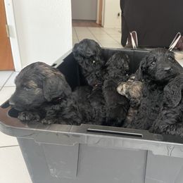 Schnoodle Puppies from Gooch Canines (Giant Schnoodles)